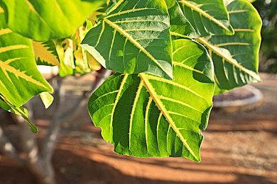 传闻：漫威新3A游戏可能是《神奇四侠》